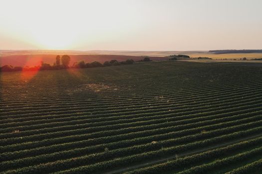 Aerial shot of a scenic sunset over horizon with beautiful fields