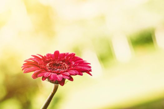 red flower and a sunny day - spring holidays and floral backgrounds concept