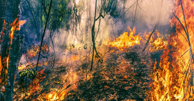 Climate change and Global warming is a driver of global wildfire trends.