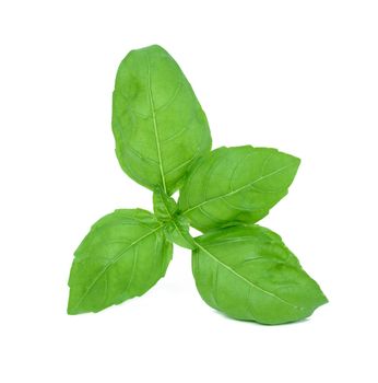 Basil sprig with green leaves on a white isolated background