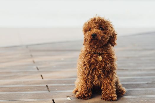 Portrait of a Small Redhead Dog, Toy Poodle Breed Called Metti Sitting Outdoors, Copy Space