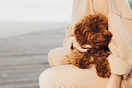 Beautiful redhead dog breed toy poodle sitting on woman hands outdoors