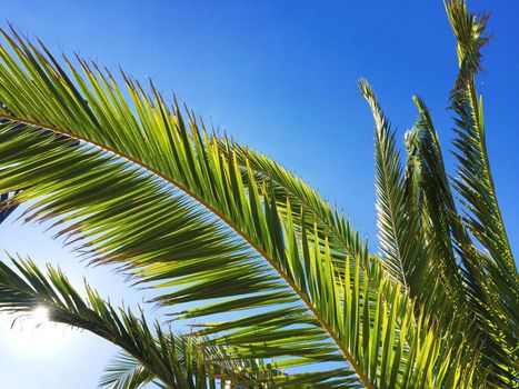 palm tree and blue sky - travel, exotic and tropical backgrounds styled concept
