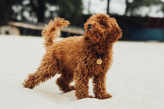 Portrait of Beautiful Redhead Dog, Toy Poodle Breed Called Metti Standing Outdoors on Sand