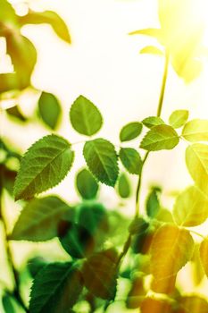 green leaves - nature backgrounds and springtime concept