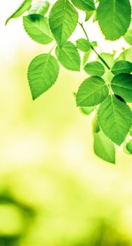 green leaves - nature backgrounds and springtime concept