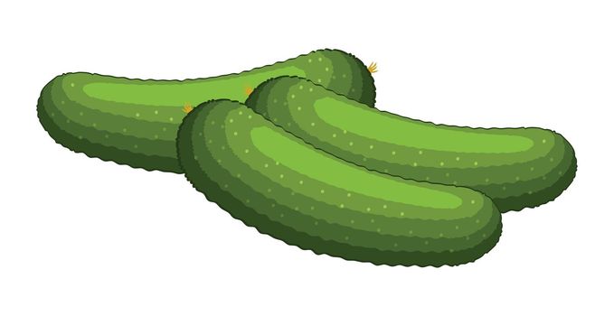Realistic ripe fresh cucumber on white background - Vector
