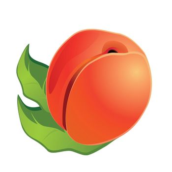 Realistic fresh ripe peach isolated on white background - Vector