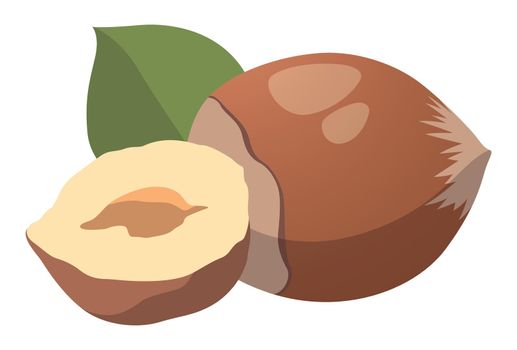 Realistic fresh hazelnut nuts white background - Vector