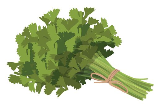 Realistic fresh parsley leaves on white background - Vector