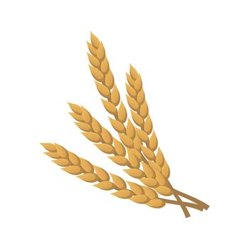 Ears of golden wheat isolated on white - Vector