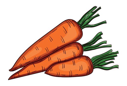 Realistic fresh carrot isolated on white background - Vector