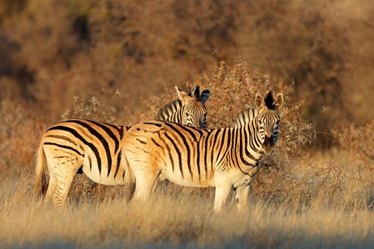 Plains zebras in late afternoon light