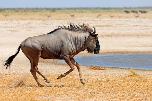 Blue wildebeest running on arid plains