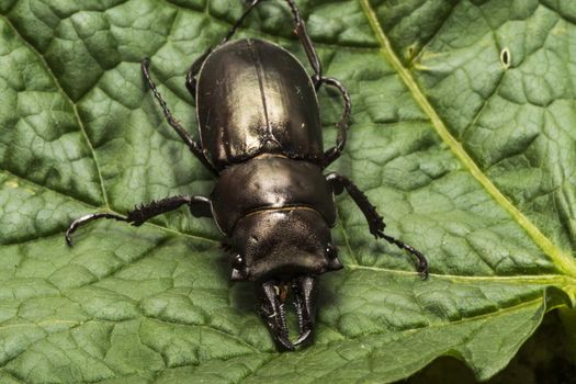 a horned beetle on a green leaf
