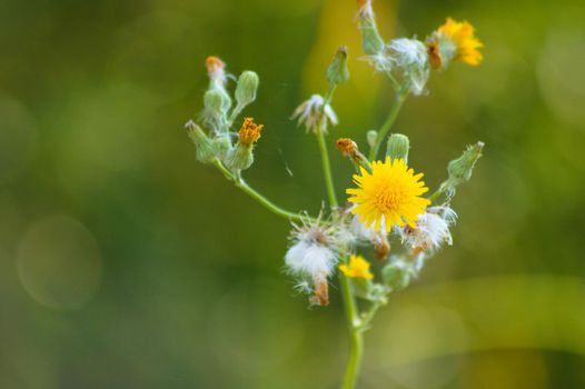 Closeup of perennial sowthistle yellow flower with blurred plants on background