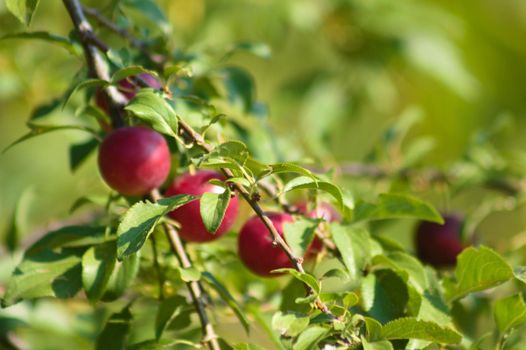 Closeup of red american plum fruits on a branch with selective focus on foreground
