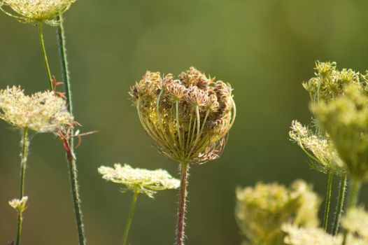 Closeup of wild carrot bud with selective focus on foreground