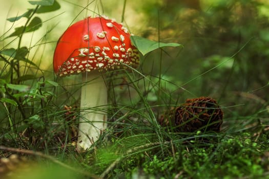 Young red Amanita muscaria mushroom in the forest moss and grass, pine cone next to it.