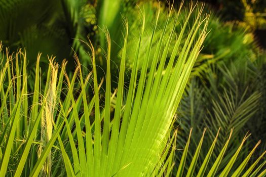 Shallow depth of field photo of palm leaves, lit by afternoon sun. Abstract tropical background.