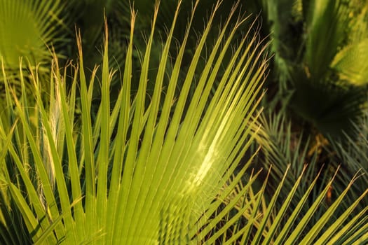 Shallow depth of field photo - palm leaves, lit by evening sun. Abstract tropical background.