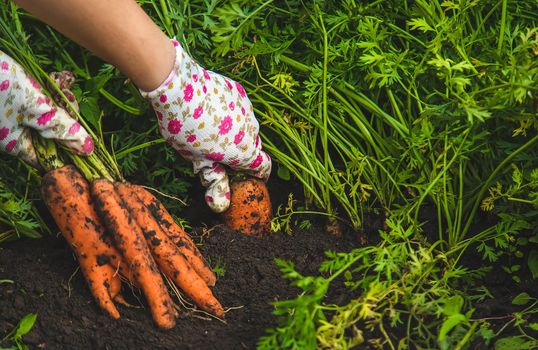 Farmer woman harvests carrots in the garden. Selective focus.