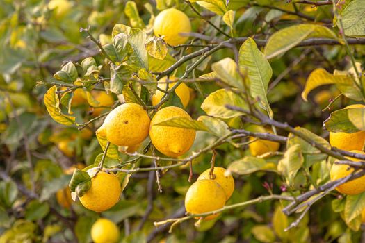 Ripe lemons hanging on a tree. Growing a lemon. Mature lemons on tree. Selective focus and close up