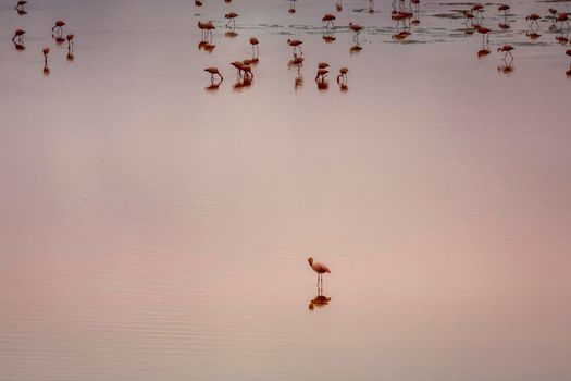 Chilean flamingo standing out from anothers in Laguna Colorada, Bolivian andes