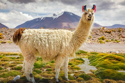 llama in the wild of Atacama Desert, Andes altiplano, Chile
