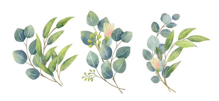 Eucalyptus leaves bouquet in a watercolor style. Floral and leaves bouquets arrangements.