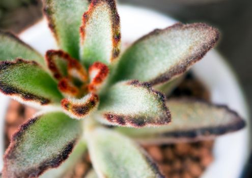 Succulent plant close-up, fresh leaves detail of Kalanchoe tomentosa