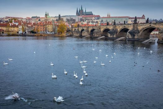 Swans floating on Vltava river and Prague medieval Charles Bridge at dusk, Czech