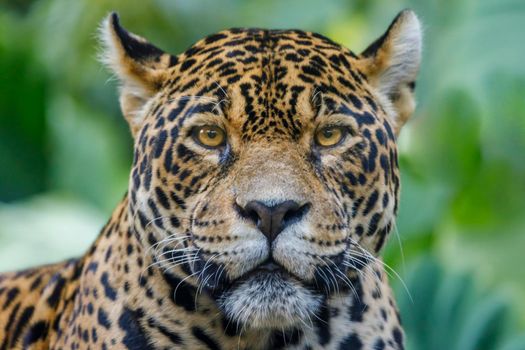 Jaguar Panthera onca, majestic feline looking at camera in Pantanal, Brazil