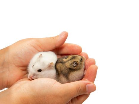 A white and gray hamster in his hands on a white background with a copy-paste