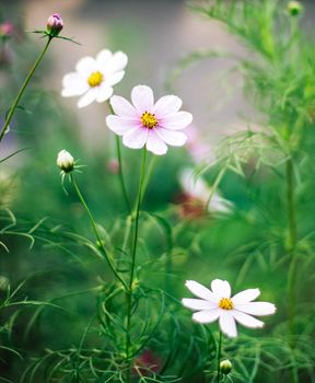 daisy garden - gardening, flowers and nature styled concept