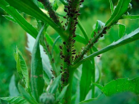Aphids on a green plant