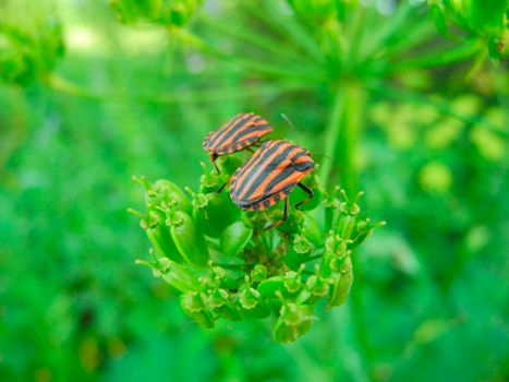 Two graphosoma lineatum, red and black Striped Stink Bug on a green plant
