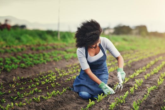 All you have to do is pay attention. Full length shot of an attractive young female farmer planting seeds in her vineyard.
