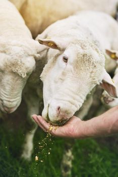 Who doesnt love a good nibble. a farmer feeding sheep on a farm.