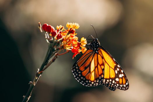 Portrait of a monarch butterfly landed on a flower seen from the side