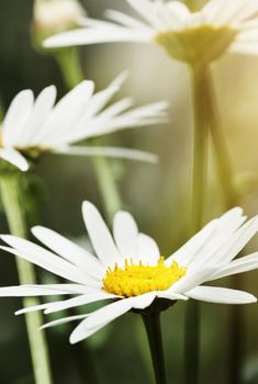 Blossoming beautifully. Still life shot of white daisies in bloom.