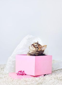 Can I spend all of my 9 lives with you. Studio shot of an adorable tabby kitten sitting in a pink gift box.