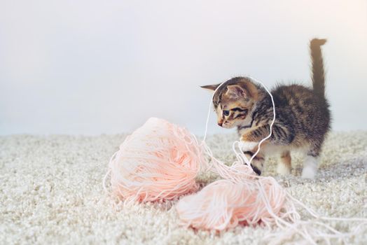 Well that unraveled quickly. Studio shot of an adorable tabby kitten playing with a ball of wall.