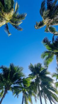 Ban Amphur Beach Pattaya Thailand, beach with beautiful palm trees and a blue ocean in Pattaya