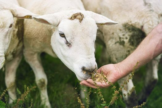 Gobbling up the grain. a farmer feeding sheep on a farm.