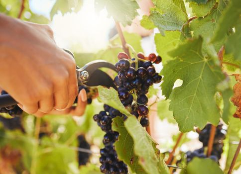 Harvest, black grapes and vineyard farmer hands cutting or harvesting organic bunch of juicy fruit in sustainable agriculture industry or market. Worker plucking vine fruit from tree plant in summer