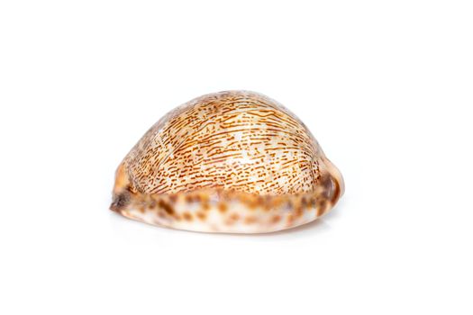 Image of Image of seashells cypraea arabica on a white background. Undersea Animals. Sea Shells.seashells cypaea arabica on a white background. Undersea Animals. Sea Shells.