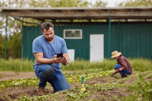 Farm, agriculture and sustainability with a man farmer typing on his phone while planting a plant or crops on his farm. Young male browsing the internet on his mobile while harvesting green produce