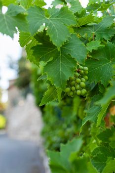 Unripe green grapes on a vine tree