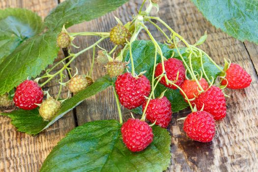 Autumn still life with branch of raspberries and green leaves